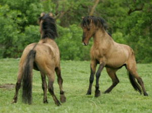 Two mustang stallions at play