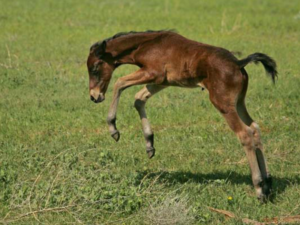 A mustang foal playing