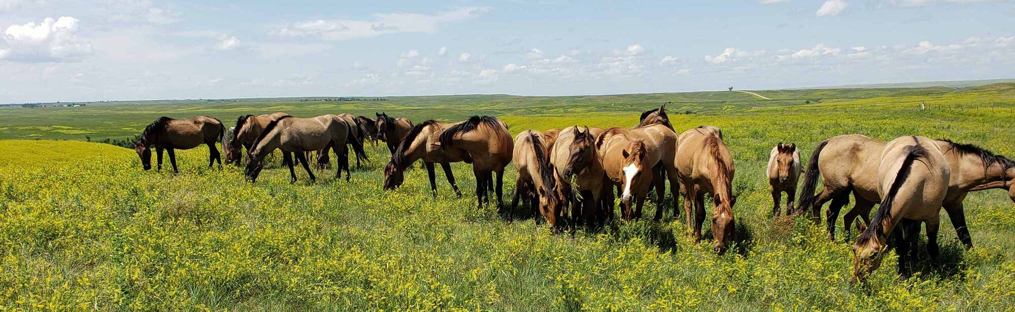 Gila herd grazes on green grass in a pasture
