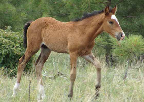 Heber foal walks through the forest